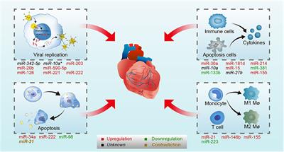 The Role of Non-coding RNAs in Viral Myocarditis